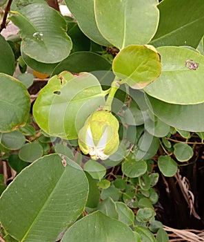 Sonneratia ovata, fruits on tree and Mangrove forests.
