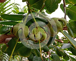 Sonneratia ovata, fruits on tree and Mangrove forests.