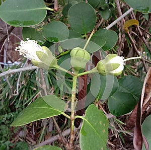 Sonneratia ovata is a small, medium-sized, evergreen tree with long.