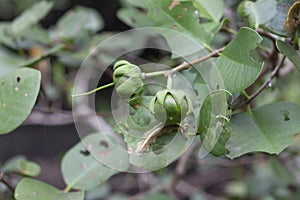 Sonneratia ovate fruit, mangrove tree or Cork tree. photo