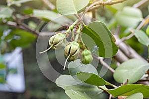 Sonneratia ovate fruit, Mangrove apple or Cork tree with red ants climbing on blur nature background at the mangrove forest.