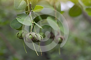 Sonneratia ovate fruit, Mangrove apple or Cork tree . Is a Thai herb. photo