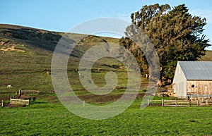 Sonoma County sheep ranch