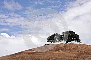 Sonoma Valley California Golden Hills and Trees