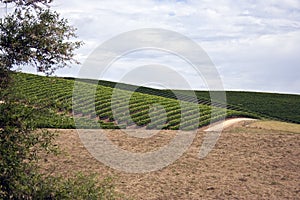 Sonoma Valley Vineyard Wine Grape Vine Plants