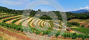 Sonoma Vineyard photo