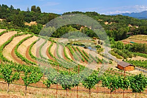 Sonoma Vineyard