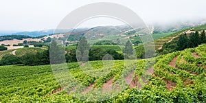 Sonoma Vineyard with Foggy Horizon