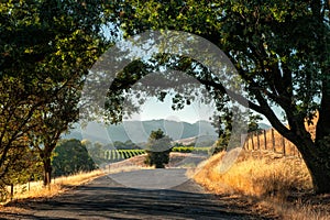 Sonoma wine country