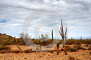 Sonora Desert