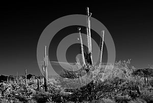 Sonora Desert Arizona