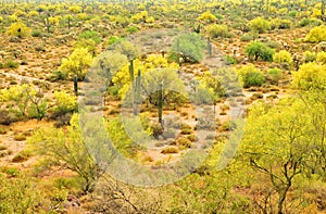 Sonora Desert Arizona Palo Verde Trees