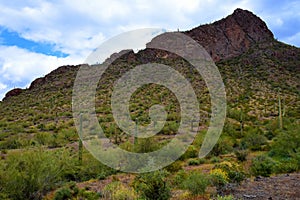 Sonora Desert Arizona Picacho Peak State Park