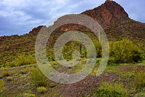 Sonora Desert Arizona Picacho Peak State Park photo