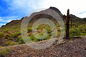 Sonora Desert Arizona Picacho Peak State Park photo