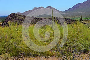 Sonora Desert Arizona Picacho Peak State Park photo