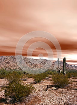 Sonora Desert Arizona Sunset