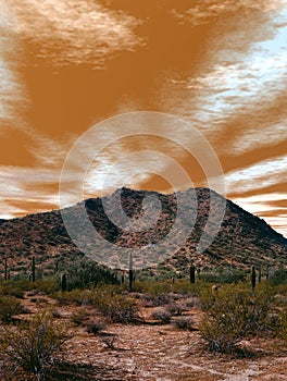Sonora Desert Arizona Sunset