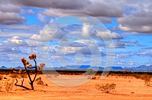 Sonora Desert photo