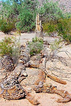 Old Dead Saguaro Cactus Sonora desert Arizona photo