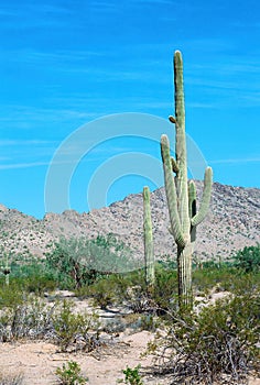 Old Saguaro Cactus Sonora desert Arizona on Film photo