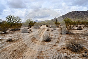 Sonora desert dirt road with saguaro cactus