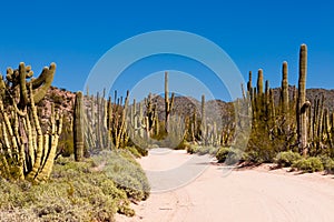 Sonora desert dusty road Organ Pipe NP Arizona US photo