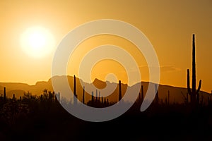 Sonora desert at sunset
