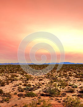 Sonora Desert Sunset photo