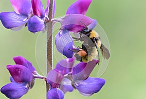 Sonoran Bumble Bee