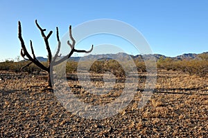 Sonoran Desert