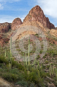 Sonoran Desert photo