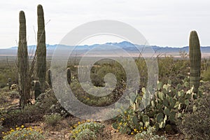 Sonoran Desert