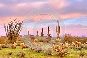 Sonoran Desert