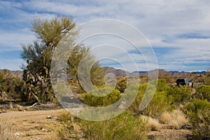 Sonoran desert photo