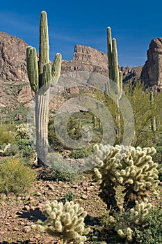 Sonoran Desert photo