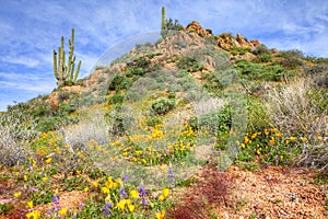 Sonoran Desert