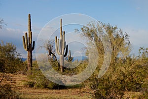 Sonoran desert photo