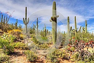 Sonoran Desert