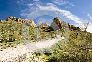 Sonoran desert photo