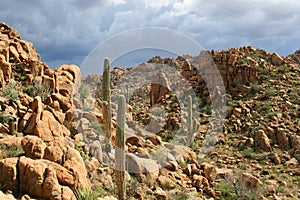 Sonoran Desert Afternoon photo