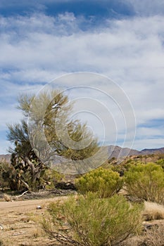 Sonoran desert Arizona photo