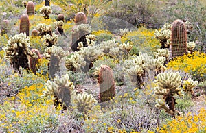 Sonoran Desert in Bloom