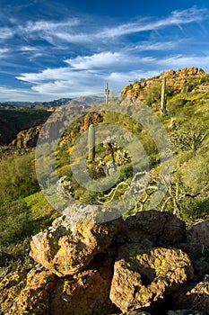 Sonoran Desert in Bloom photo