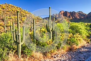 Sonoran Desert photo