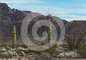 Sonoran Desert, classic scene photo