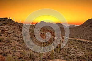 Sonoran desert before dawn photo