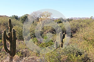 Sonoran desert landscape with a flowering Saguaro, Mesquite trees and scrub brush in Superior, Arizona