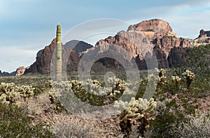 Sonoran Desert landscape, western Arizona photo