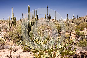 Sonoran Desert Landscape photo
